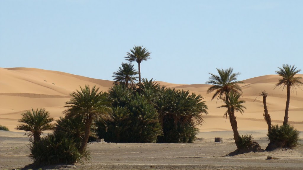 merzouga_oasis