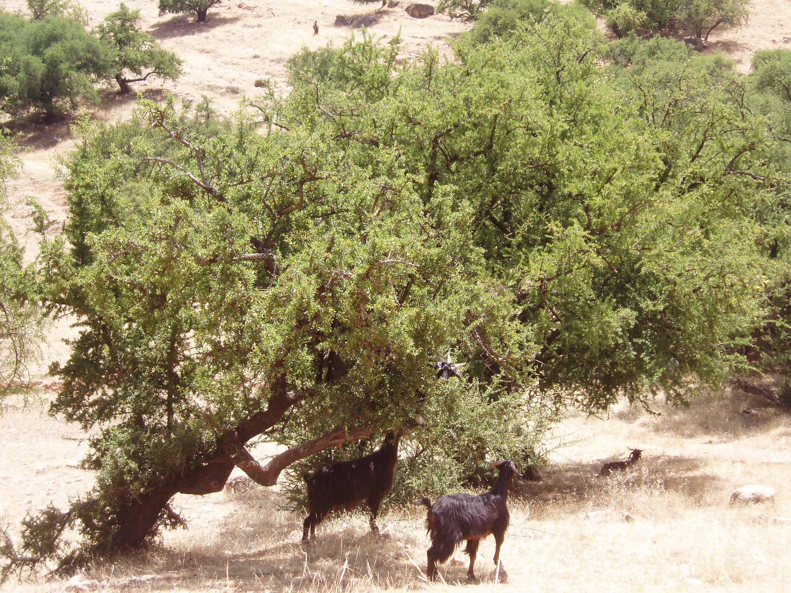 taroudat_region